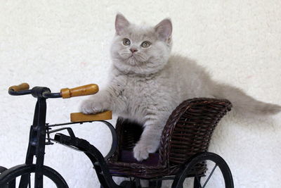 Portrait of cat sitting on bicycle