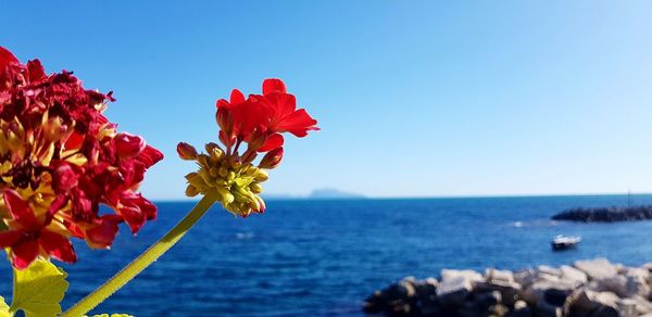 Close-up of red flowering plant by sea against blue sky
