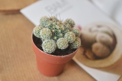 High angle view of potted plant on table