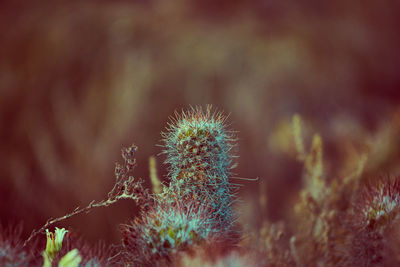 Close-up of cactus growing on field