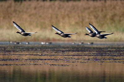 The greylag goose taking off from wetland