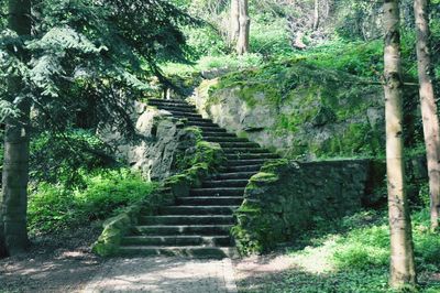 View of staircase in forest