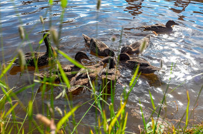 High angle view of bird swimming in lake