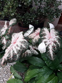 High angle view of pink flowering plant