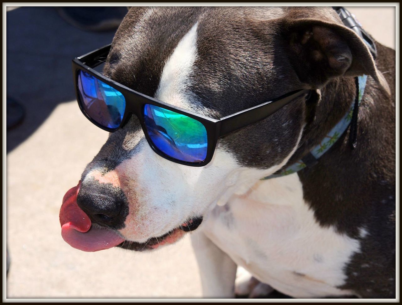 CLOSE-UP PORTRAIT OF DOG BY SUNGLASSES