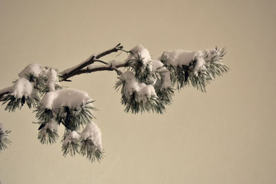 Close-up of plant against white background