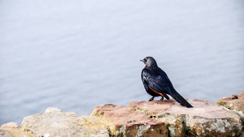 Bird perching on rock