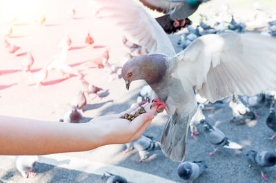 Close-up of hand feeding birds
