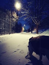 Dog on tree against sky