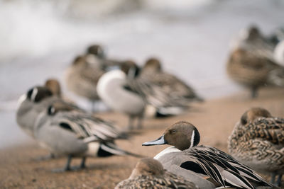 Close-up of seagulls by sea