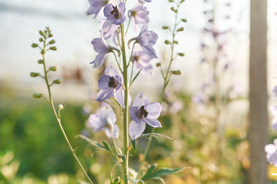 plant