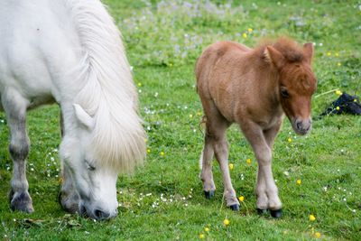 Shetland pony and foal on grassy field