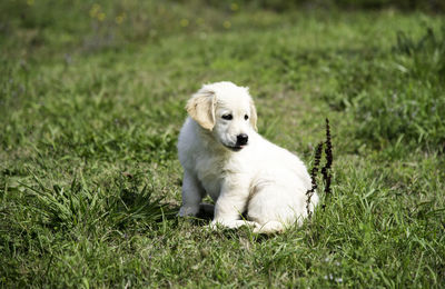 Dog sitting on grass