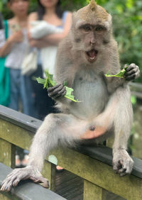 Excited macaque monkey eating vegetables