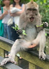 Close-up of monkey