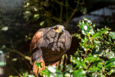 Close-up of bird perching on tree