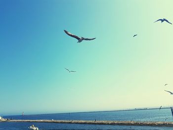 Seagulls flying over sea against clear blue sky