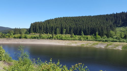 Scenic view of pine trees in forest against clear sky