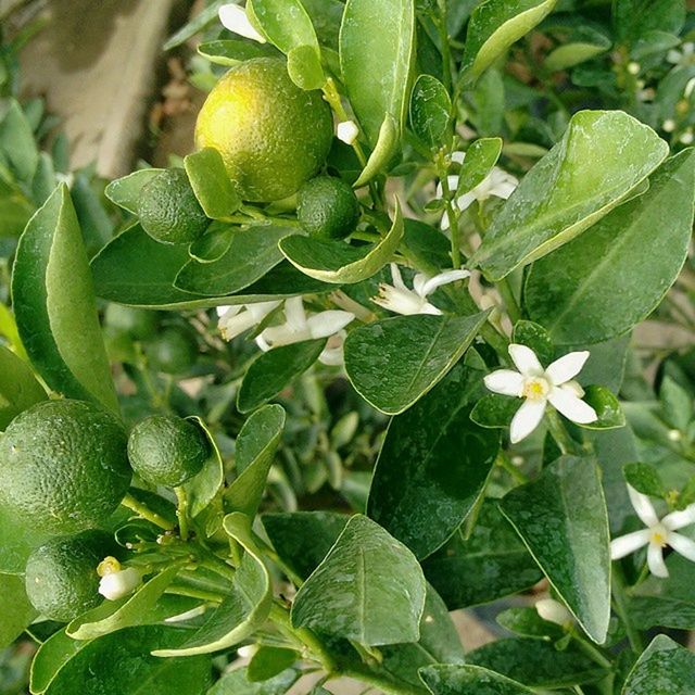 leaf, growth, freshness, green color, plant, close-up, nature, beauty in nature, growing, fragility, fruit, focus on foreground, day, outdoors, green, no people, high angle view, bud, sunlight, botany