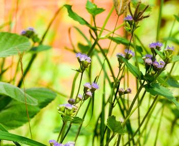 Close-up of insect on plant