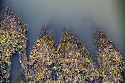 Close-up of plants against blurred background