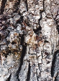 Full frame shot of tree trunk