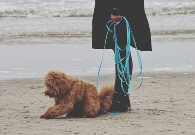 Low section of dog on beach