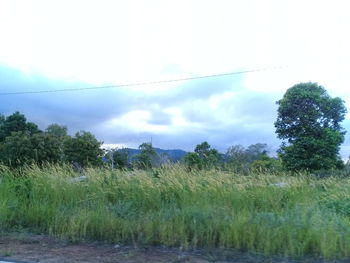 Plants growing on land against sky