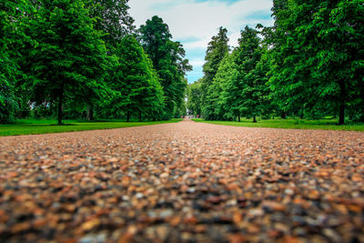 Surface level of road amidst trees against sky