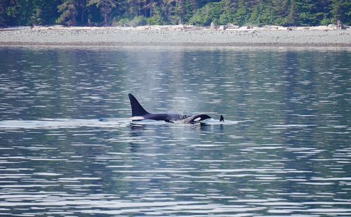 Whales at water surface