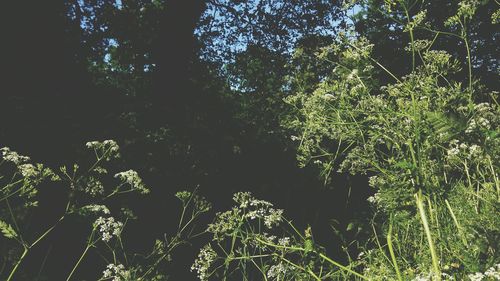 Close-up of fresh green plants in forest