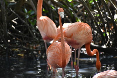 Birds in lake