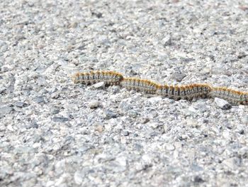 Close-up of insect on wall