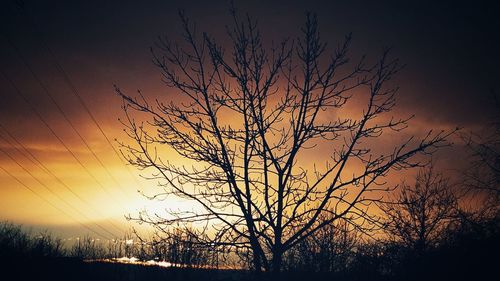 Silhouette of tree at sunset