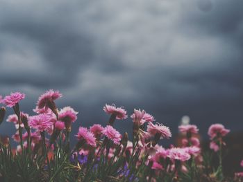 Close-up of pink flowering plant on field