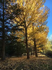 Trees in park during autumn