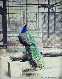 Close up of peacock