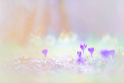 Close-up of pink flowering plants on field
