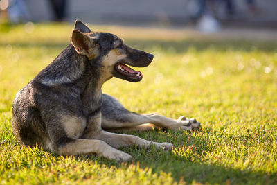 Close-up of a dog looking away on field