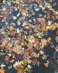 High angle view of maple leaves fallen on field during autumn