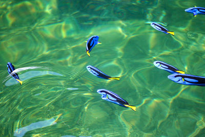High angle view of fishes swimming in sea