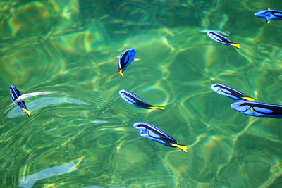 High angle view of fishes swimming in sea