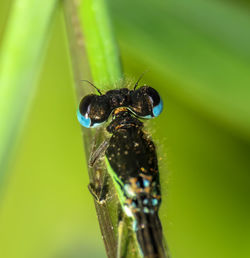 Close-up of insect on leaf