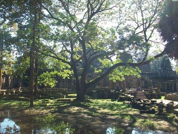 Trees in sunlight