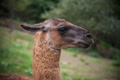 Close-up of an animal on field