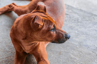 Close-up of dog looking away