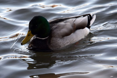 Close-up of duck swimming in lake