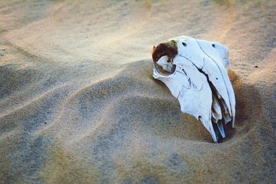High angle view of animal skull on sand