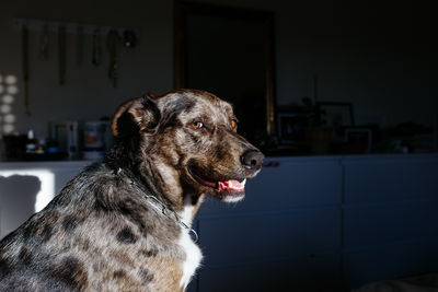 Portrait of  dog sitting on the bed and looking at camera on a very sunny day