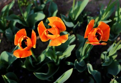 Close-up of orange flowering plant